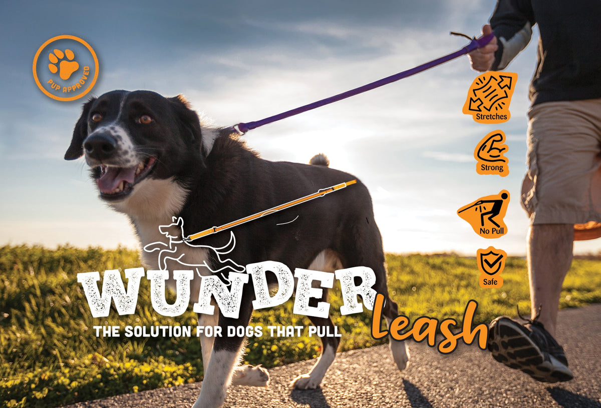 Bungee leash