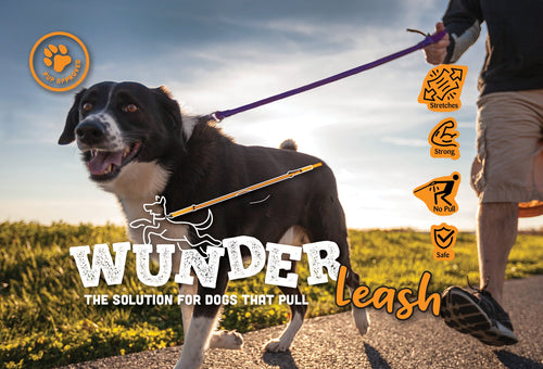 Bungee leash