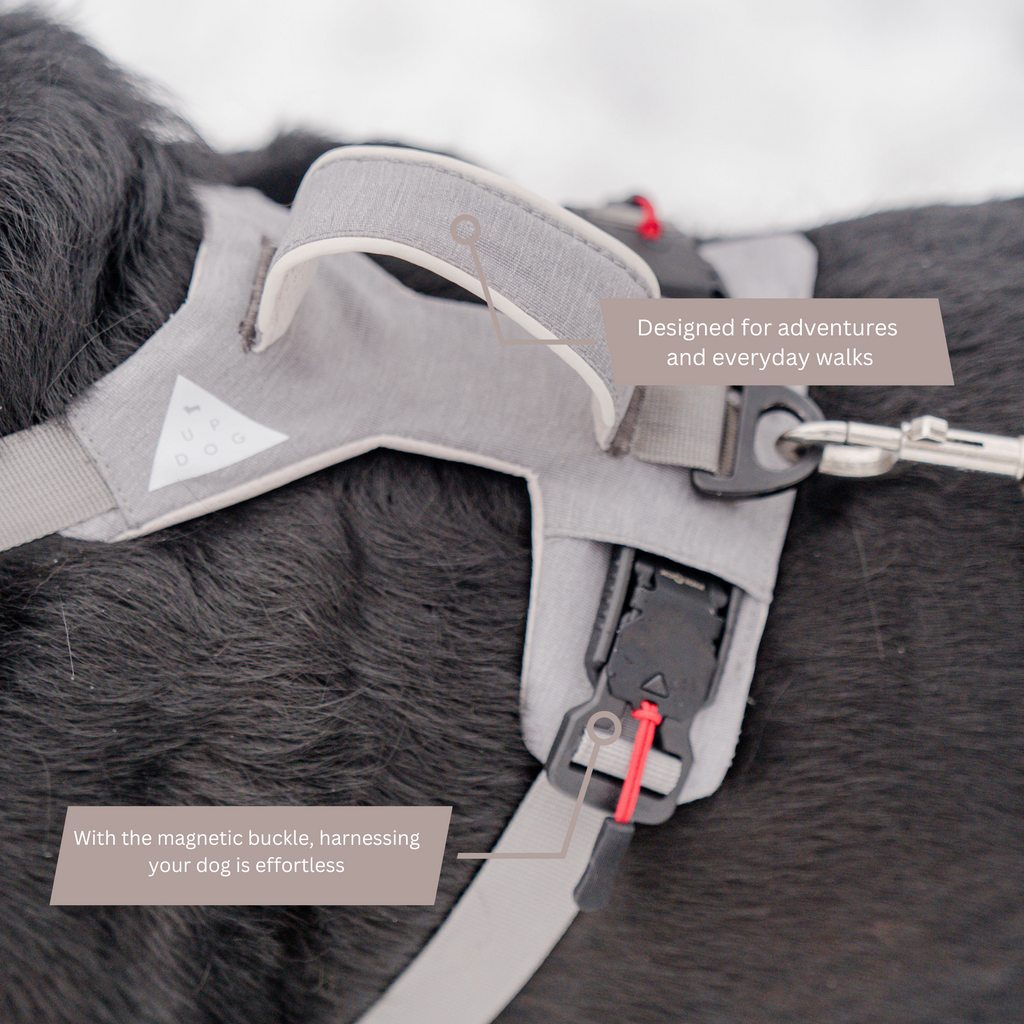 Magnetic harness