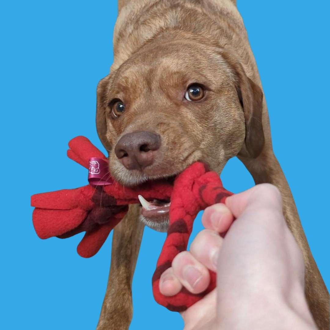 Tug and snuffle