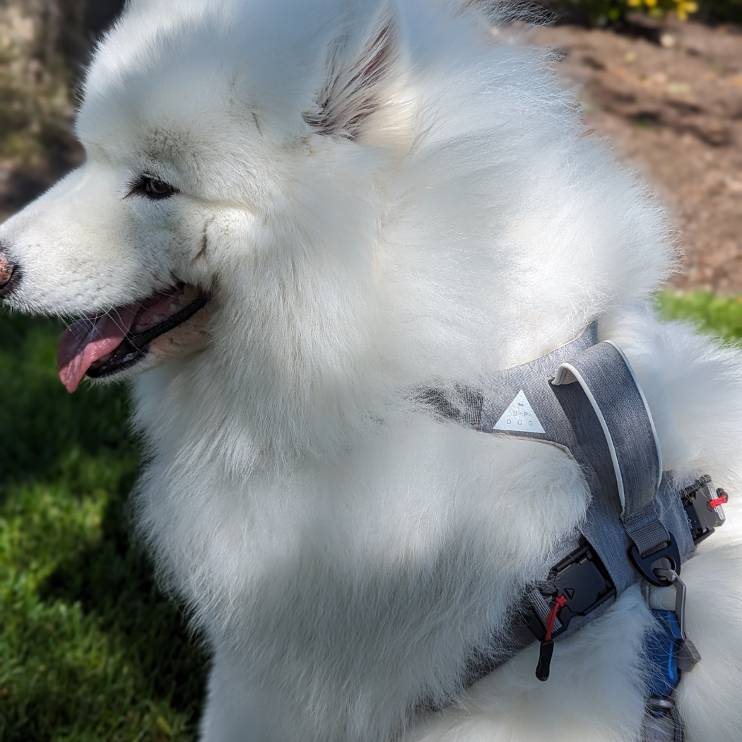 Magnetic harness