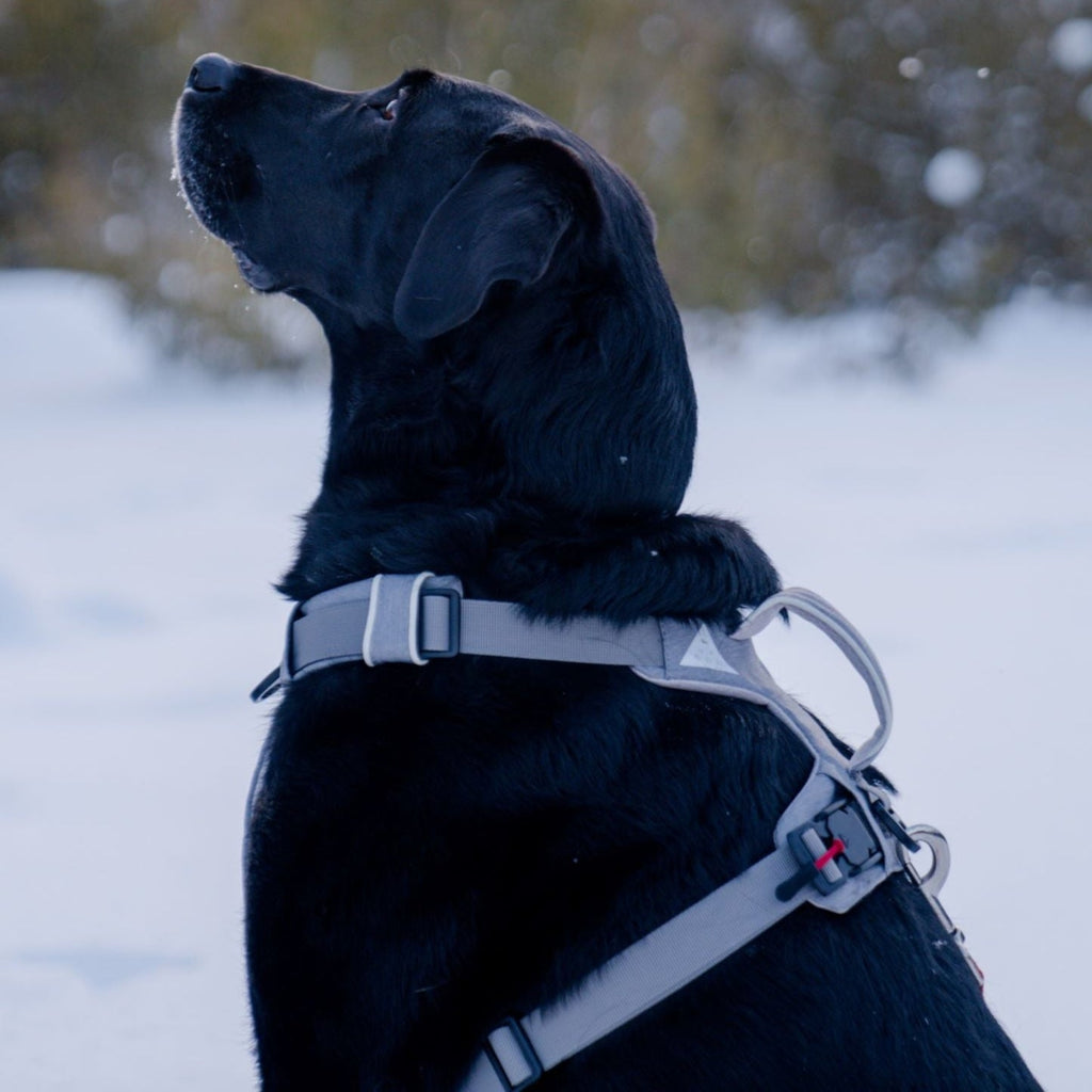 No-pull dog harness with a handle, front clip, and back clip