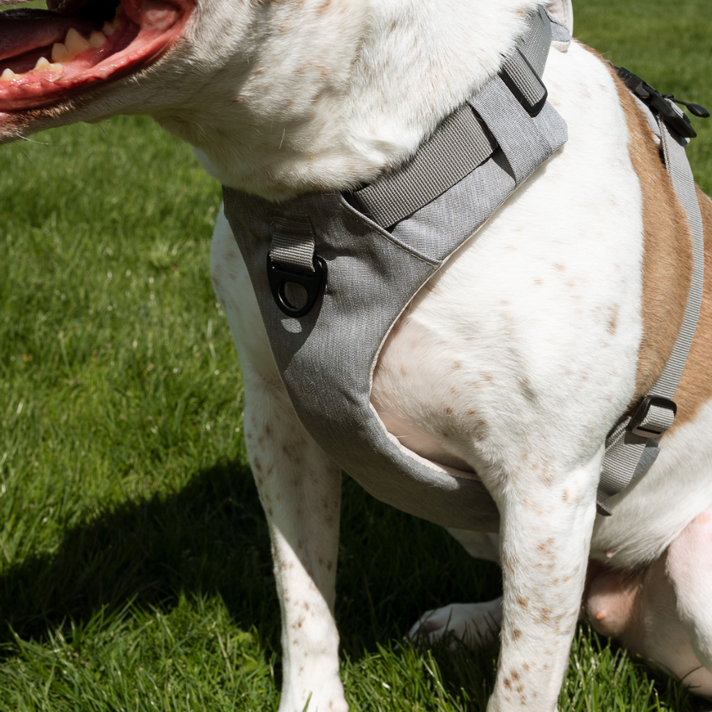 Magnetic harness