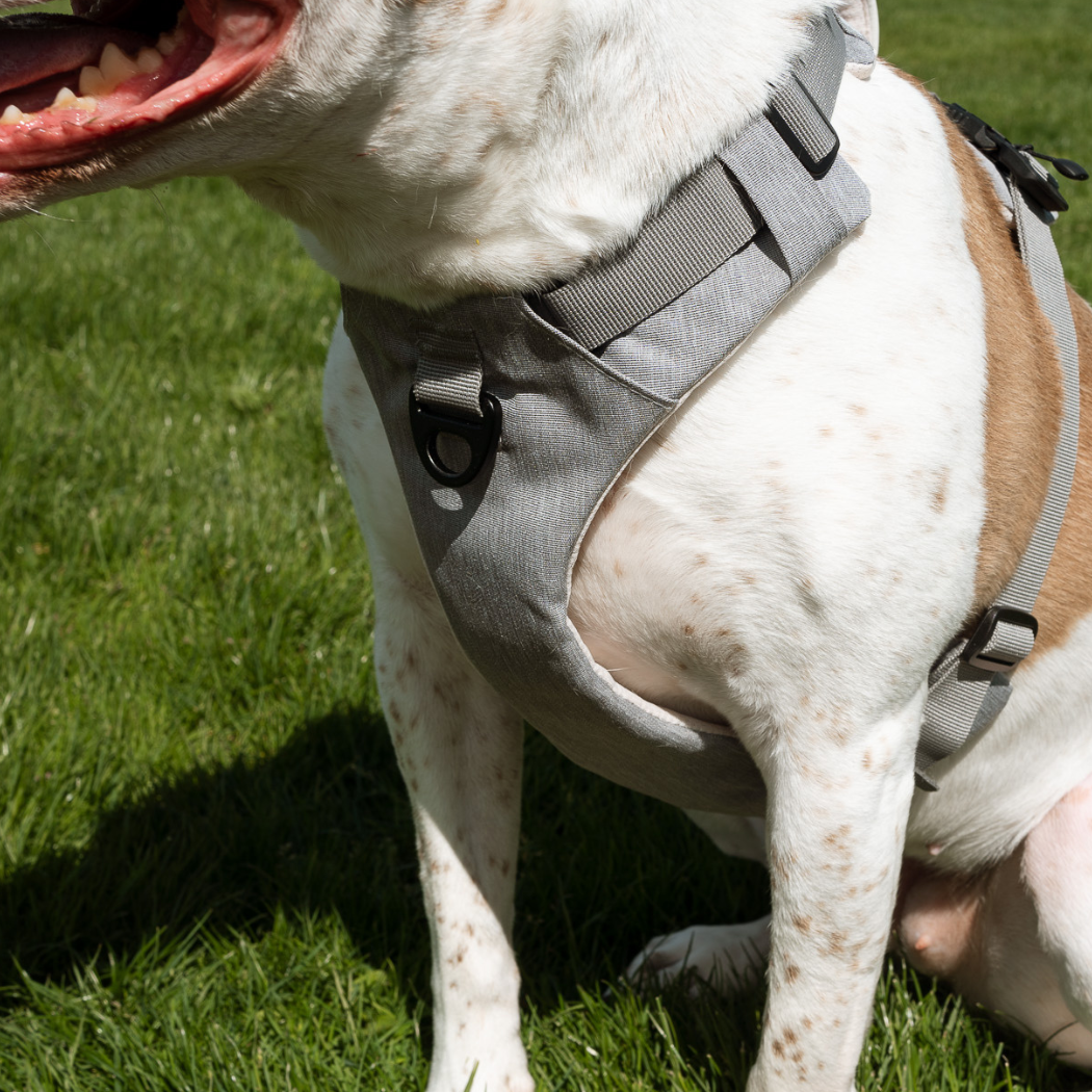 Magnetic harness