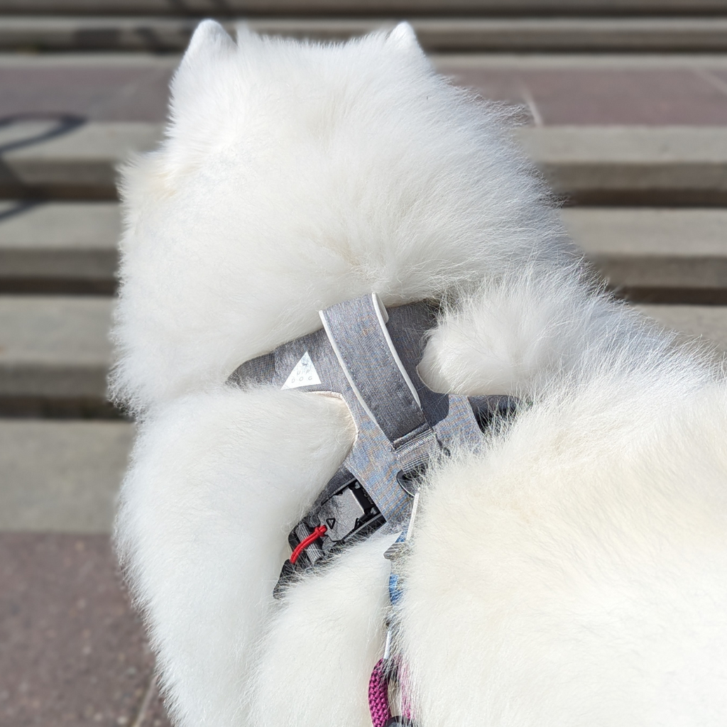 Magnetic harness