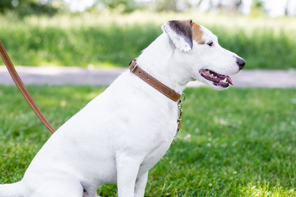 Leather collar and leash