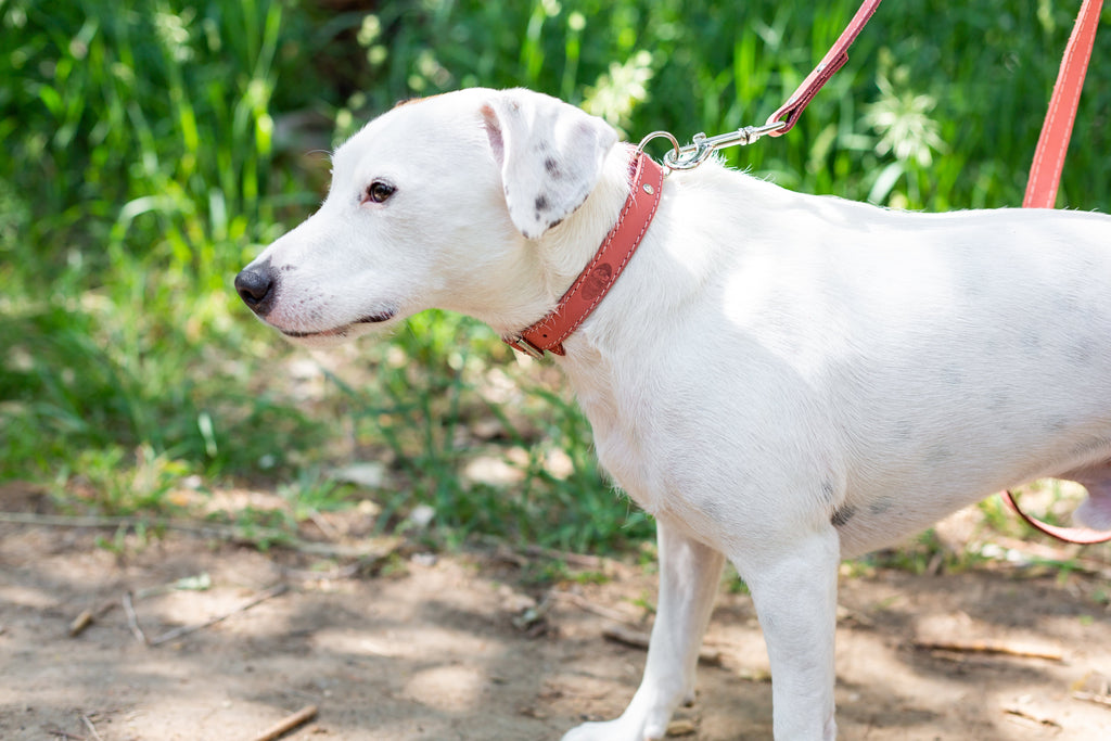 Leather collar and leash