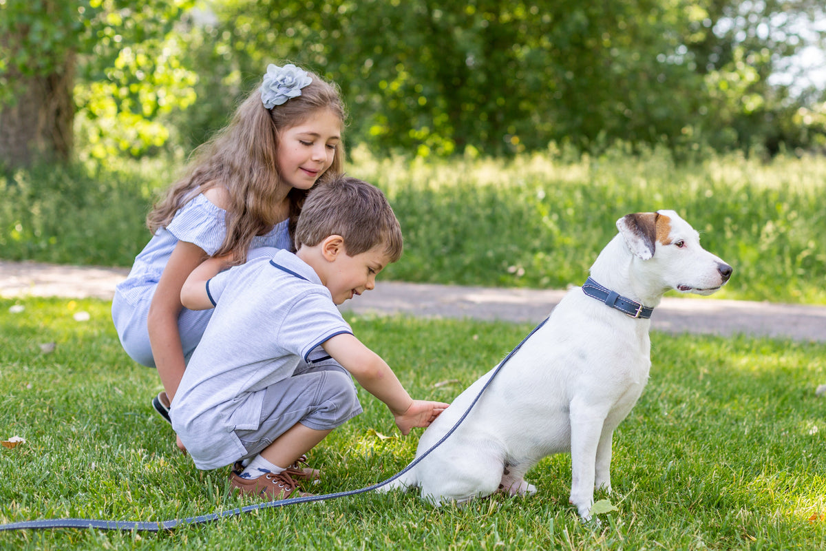 Leather collar and leash