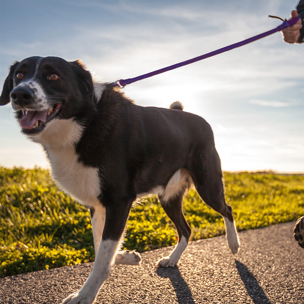 Bungee leash