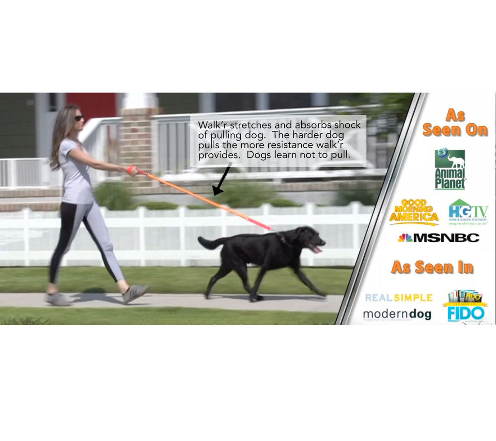 Bungee leash