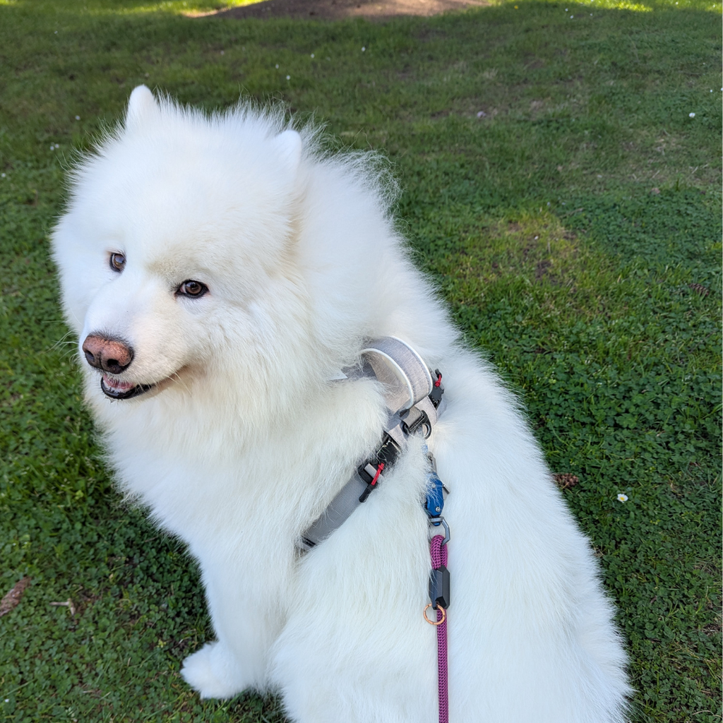 Magnetic harness