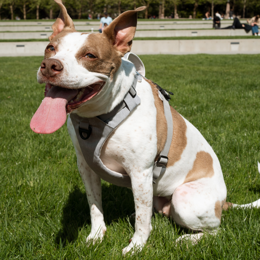 Magnetic harness