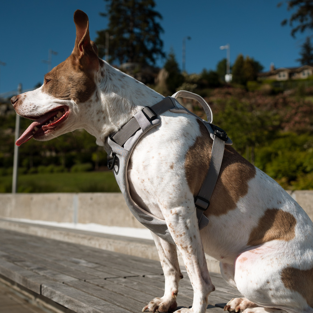 Magnetic harness