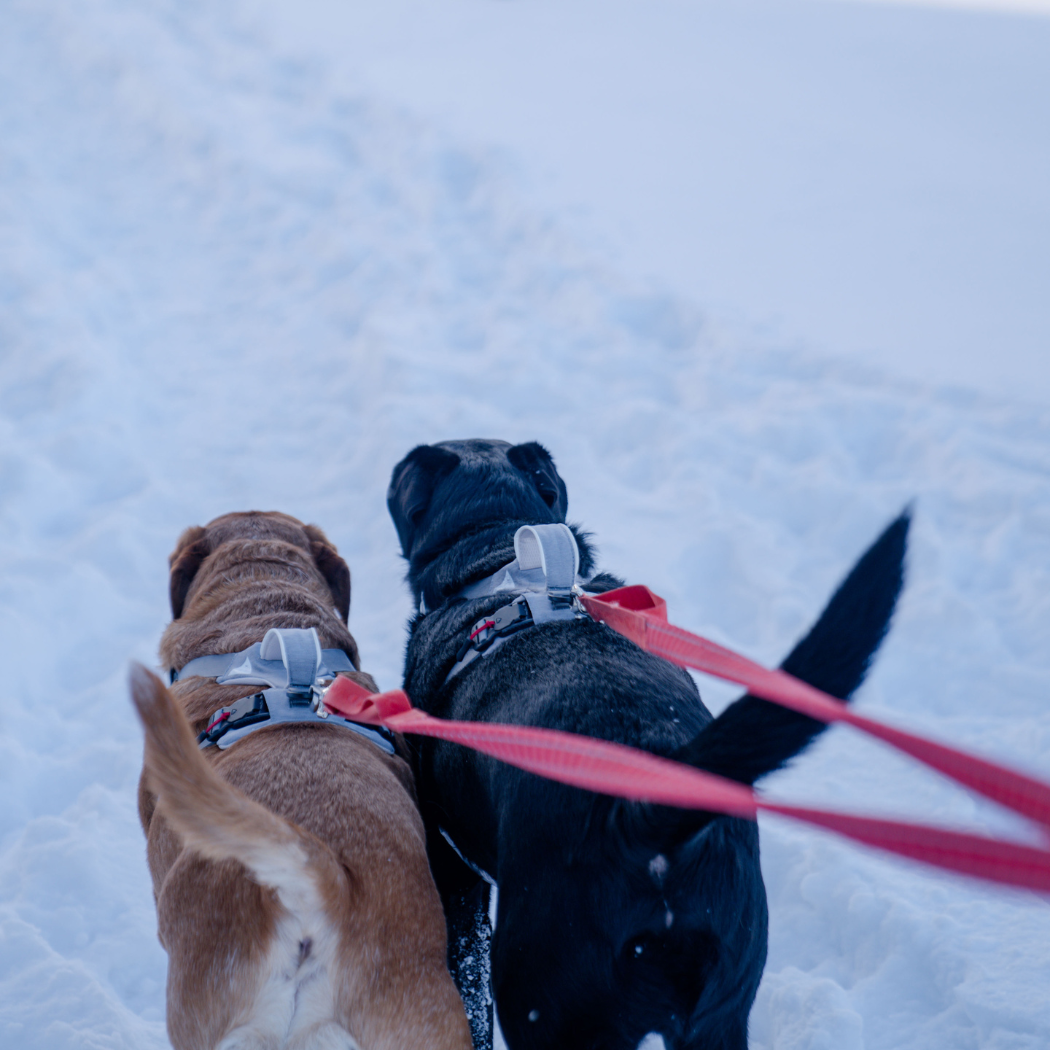 Magnetic harness