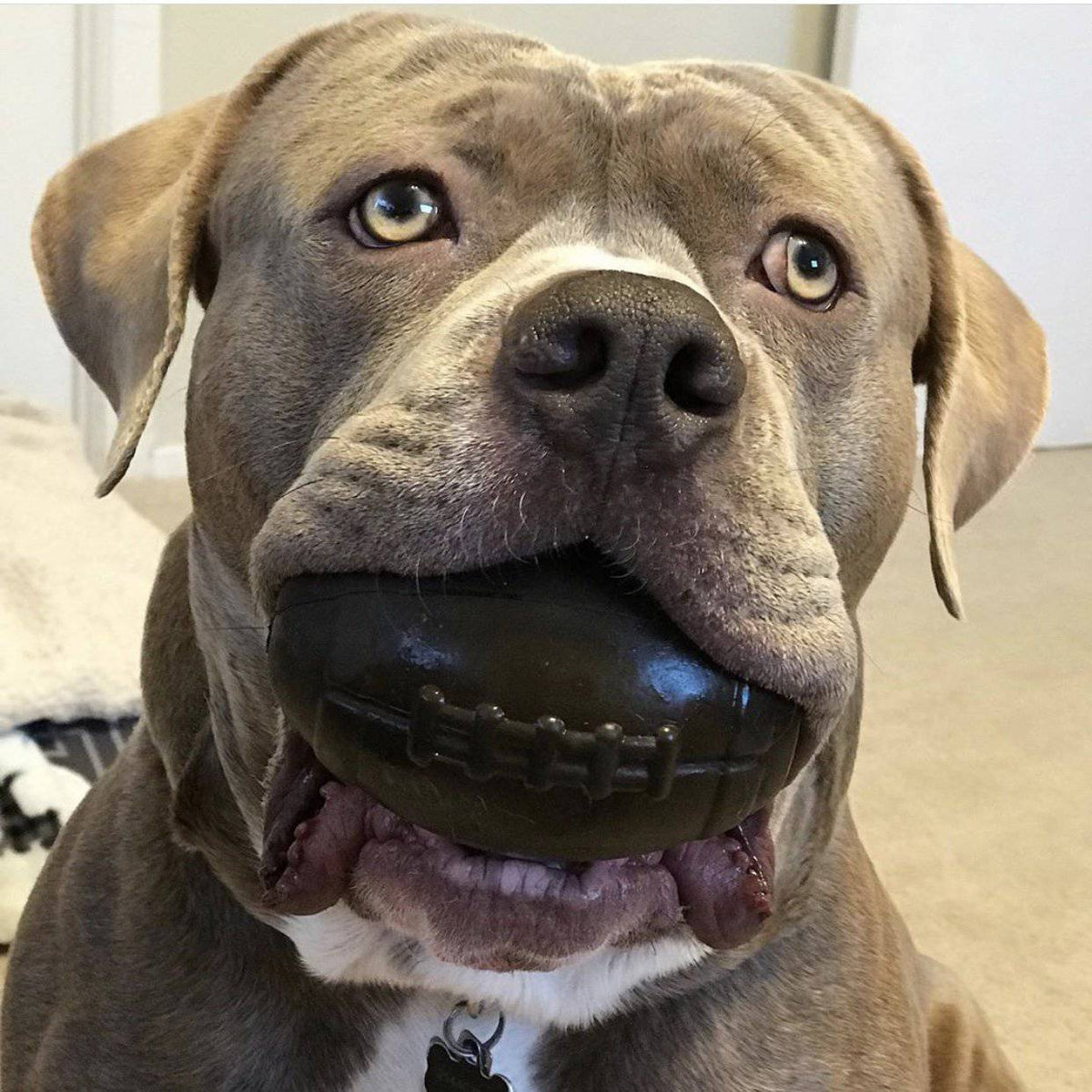 Brown football dog toy lifestyle view